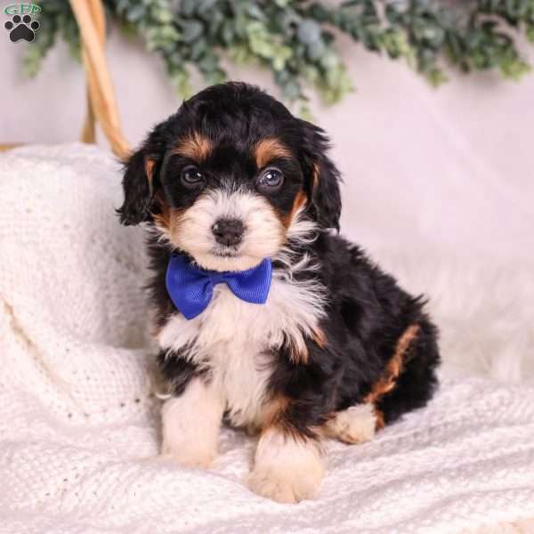 Miller (House training), Mini Bernedoodle Puppy